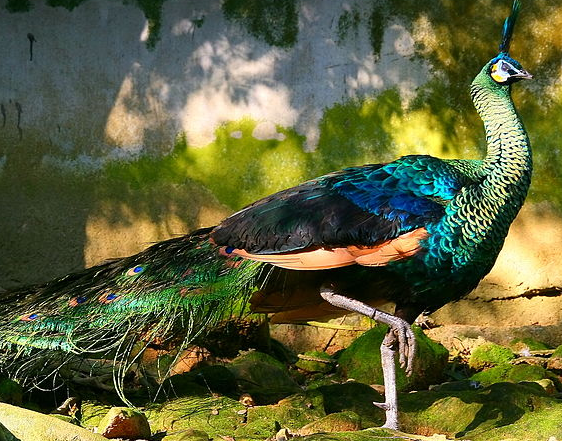 peacock1.png