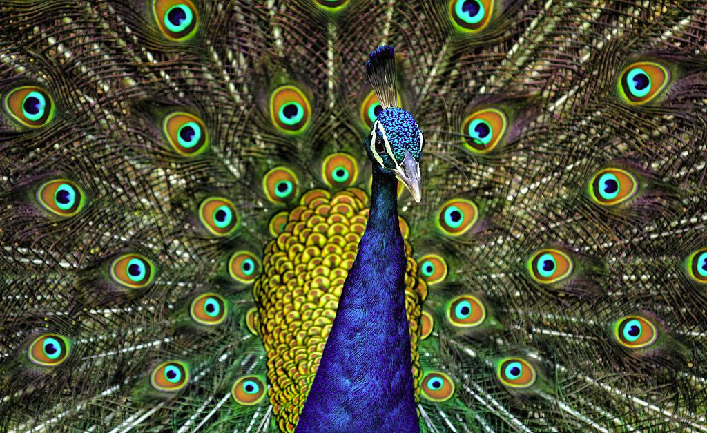 peacock4.png