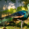 peacock1